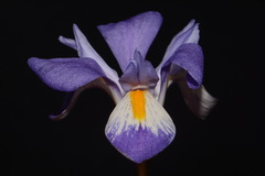 Iris verna smalliana