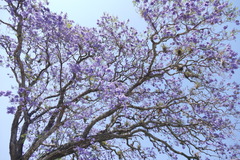 Jacaranda mimosifolia