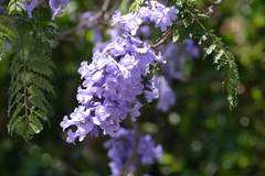 Jacaranda mimosifolia