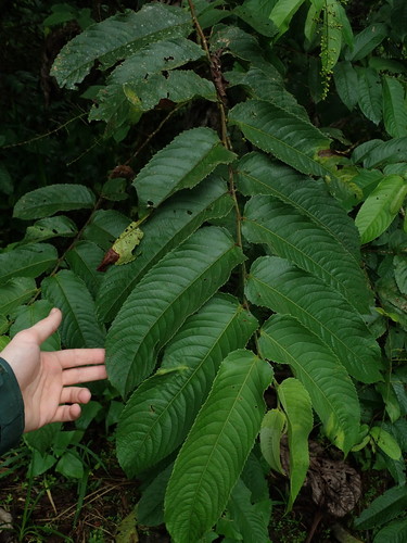 Image of Banara guianensis by (c) Nolan Exe, some rights reserved (CC BY)