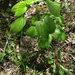 Dioscorea quaternata - Photo (c) Milo Pyne,  זכויות יוצרים חלקיות (CC BY-NC), uploaded by Milo Pyne