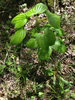 Four-leaved Yam - Photo (c) Milo Pyne, some rights reserved (CC BY-NC), uploaded by Milo Pyne