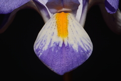 Iris verna smalliana