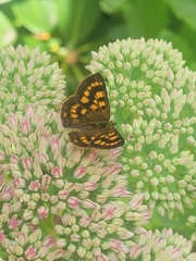 Lycaena enysii