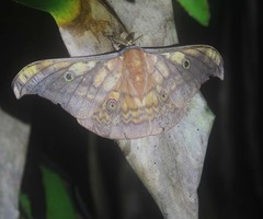 Antheraea frithi