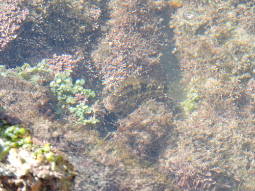 Sea Grapes (Caulerpa racemosa)