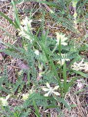 Astragalus tennesseensis