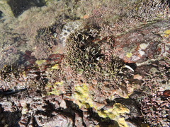 Amphiroa