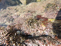Amphiroa