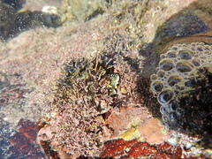 Amphiroa