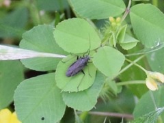 Irbisia californica