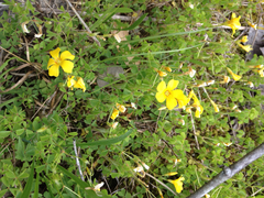 Oxalis macrantha