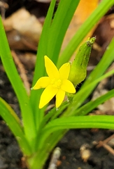 Hypoxis curtissii