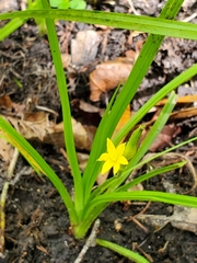 Hypoxis curtissii
