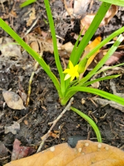Hypoxis curtissii
