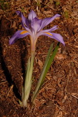 Iris verna smalliana