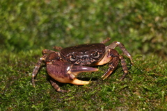 Sinolapotamon palmatum