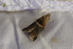 Acrobasis demotella