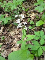 Iodanthus pinnatifidus