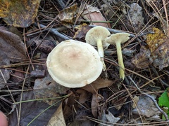 Tricholoma odorum