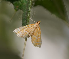 Musotima