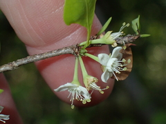 Erythroxylum brevipes