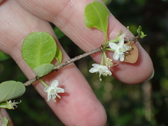 Erythroxylum brevipes