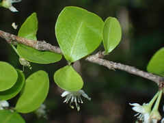 Erythroxylum brevipes