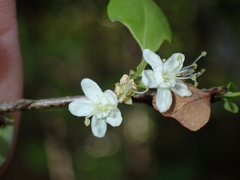 Erythroxylum brevipes
