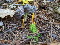 Clavulinopsis helvola