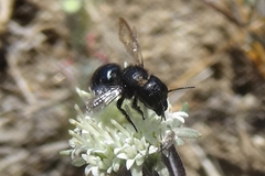 Cephalosmia