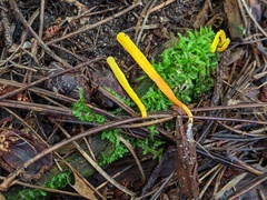 Clavulinopsis helvola