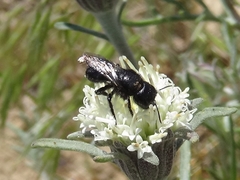Cephalosmia