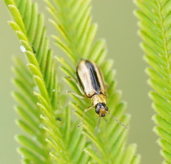 Monolepta subsuturalis