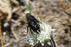 Cephalosmia