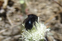 Cephalosmia
