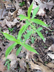 Triosteum angustifolium