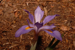 Iris verna smalliana
