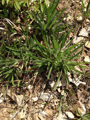 Echinacea tennesseensis