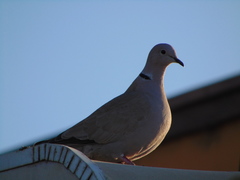 Streptopelia decaocto