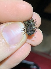 Limnephilus indivisus