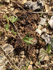 Clavascidium lacinulatum