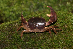 Sinolapotamon palmatum