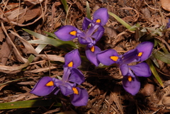 Iris verna smalliana