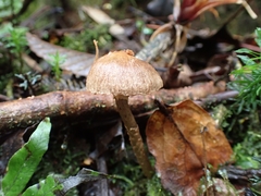 Leratiomyces squamosus squamosus