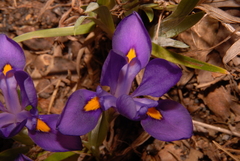 Iris verna smalliana
