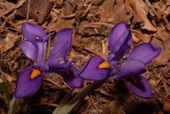 Iris verna smalliana