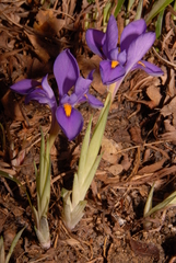Iris verna smalliana