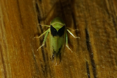 Macropsis osborni