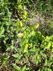 Rhamnus lanceolata
